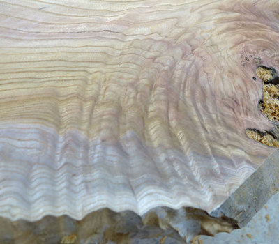 コレクションギャラリーに美しい杢の欅のサムネイル